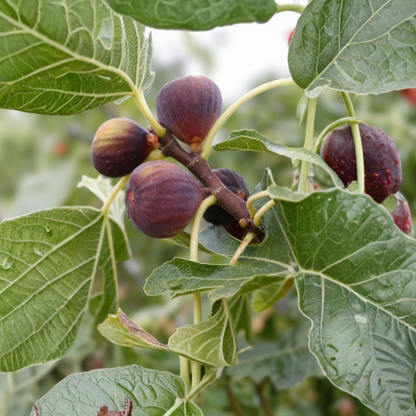 Fig Tree Cuttings - 7 Fresh Organic Ficus carica Plant Cuttings for Gardening - Fruiting Tree Propagation Supplies