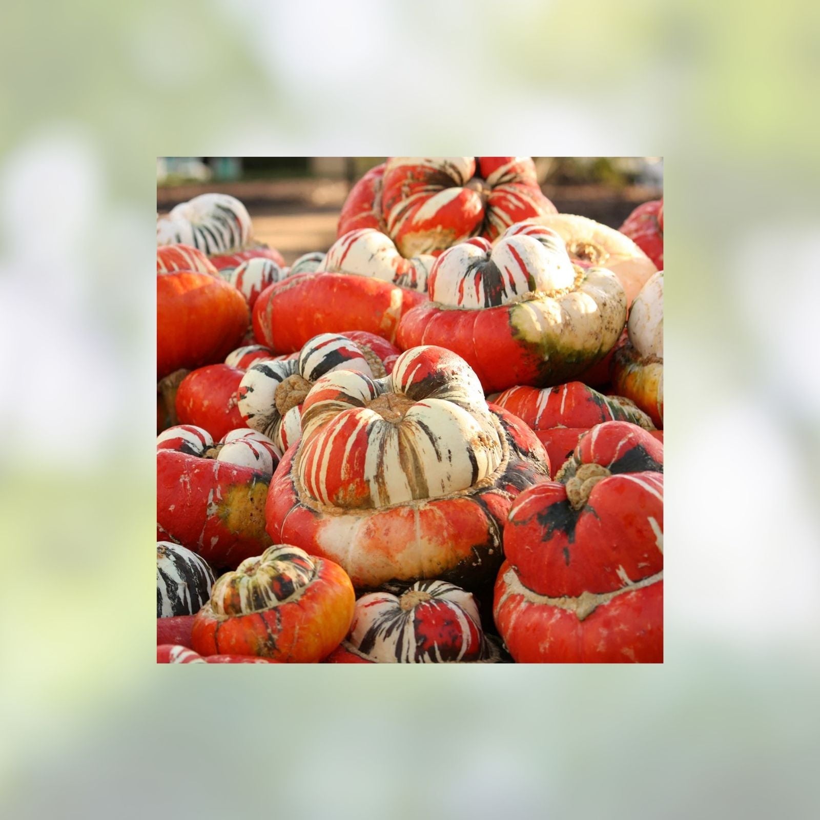 Turkish Turban Seeds 10 Pack - Colorful Exotic Gourds - Cucurbita maxima - Ornamental Decorative Vegetables