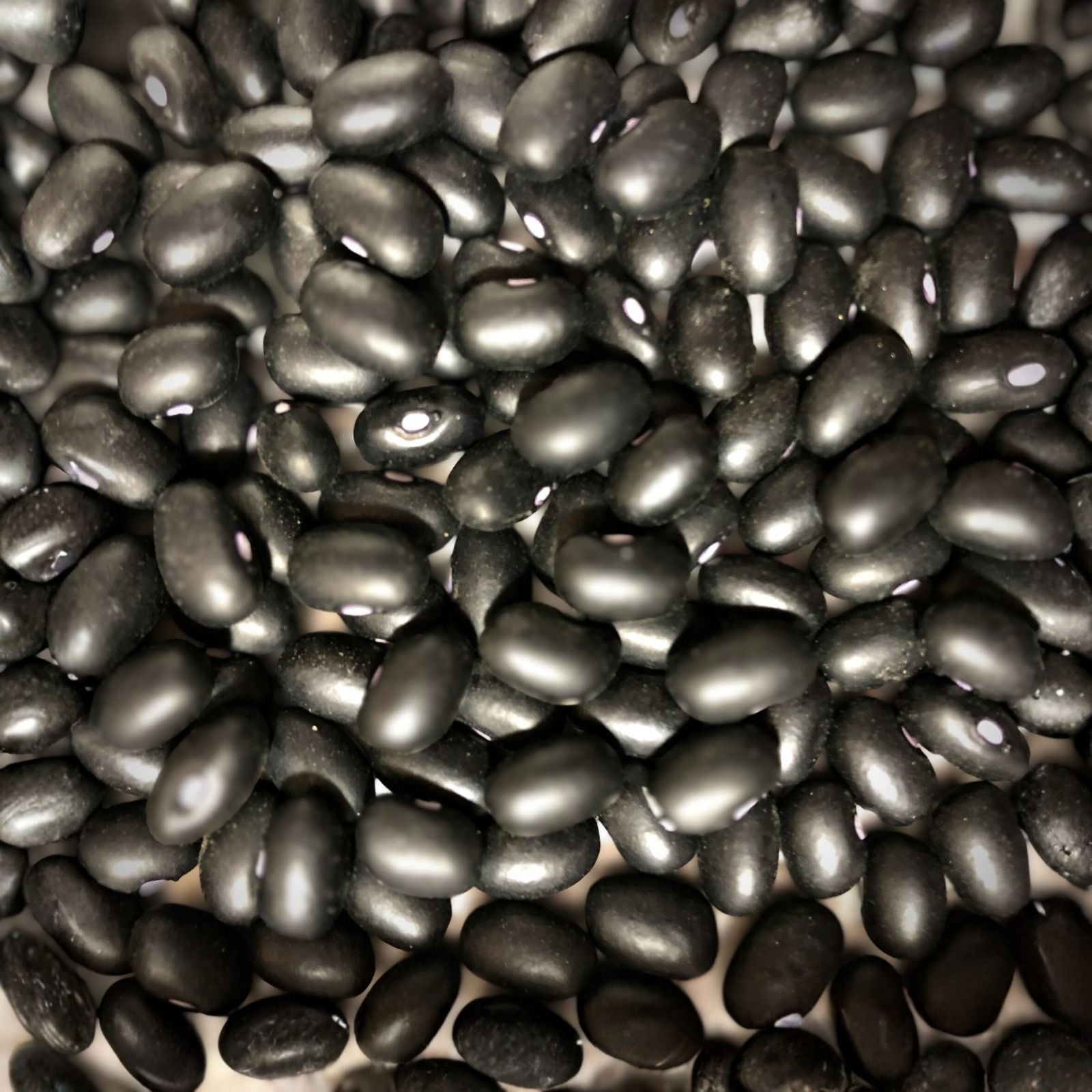 Black Turtle Pole Bean Seeds – Heirloom Variety, Organic Vegetable Seeds, Phaseolus vulgaris, 100+ Black Bean Seeds for Gardening