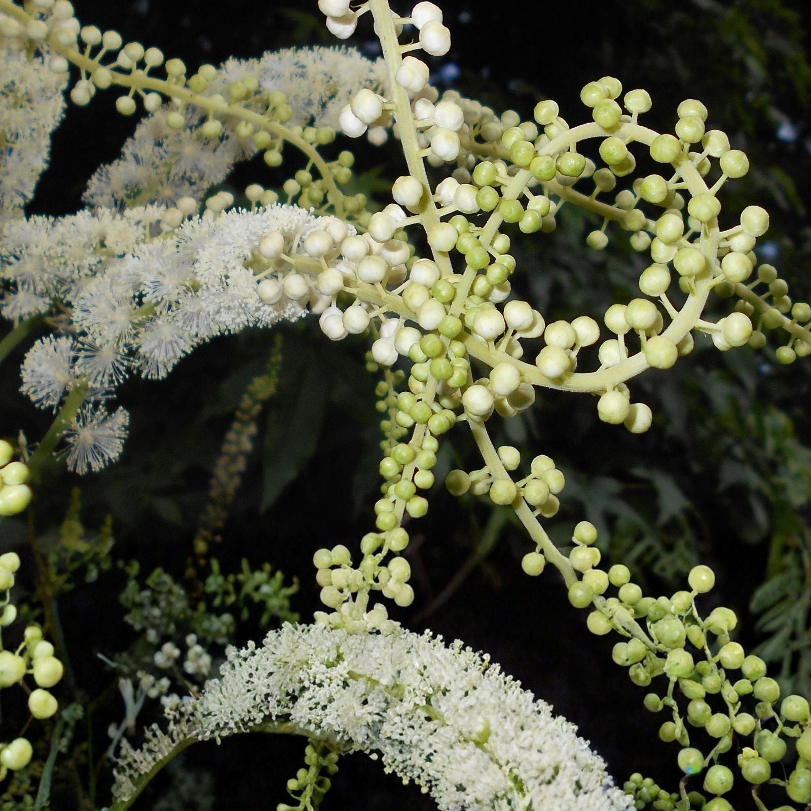 Black Snakeroot Seeds 15 Pack – Rare Cimicifuga racemosa for Planting – Perennial Shade Garden Flower Seeds