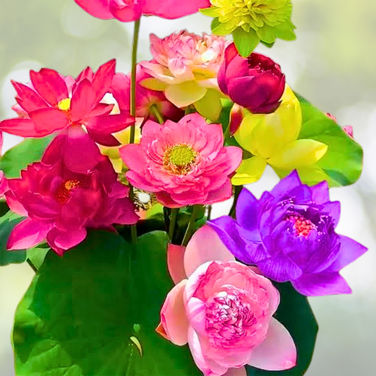 10pcs Pre-Sprouted Mixed Color Lotus - Bowl Lotus (Nymphaea) - Ready to Plant for Water Gardens and Aquatic Decor
