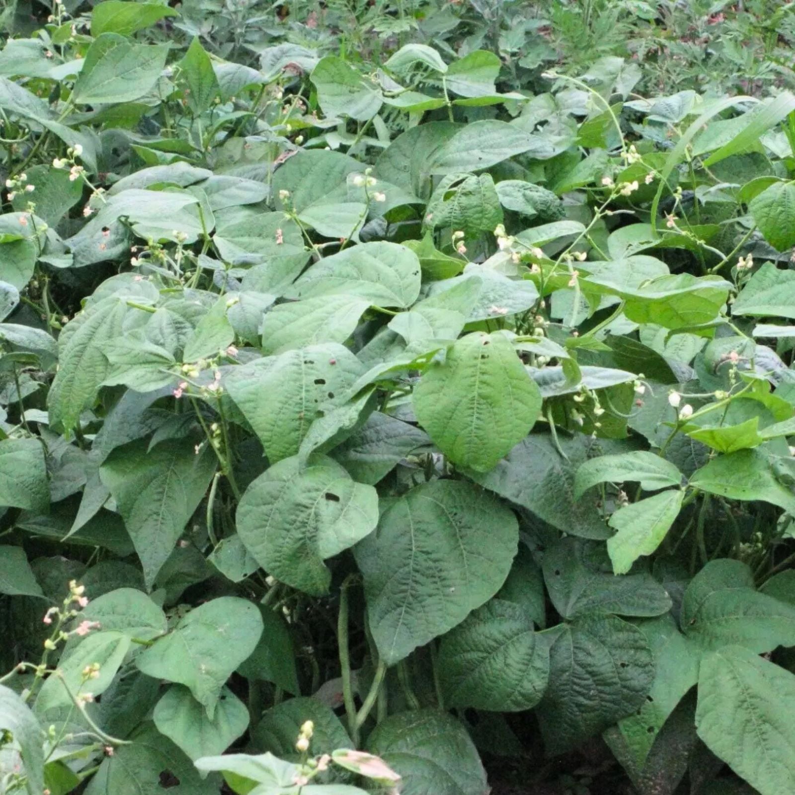 Heirloom Blue Lake Bush Green Bean Seeds - 100+ Phaseolus vulgaris Vegetable Seeds for Gardening