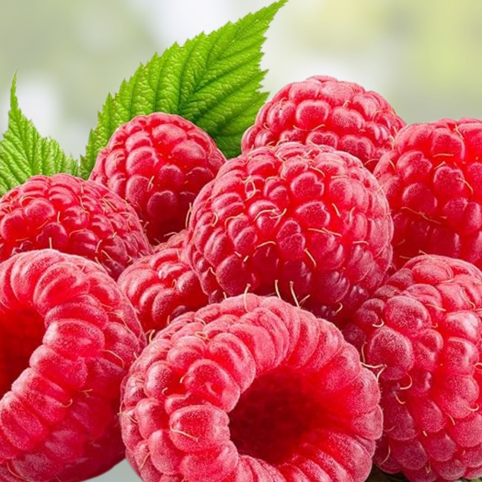 Red Raspberry Seeds 200 Pack - Delicious Rubus idaeus Variety - Non-GMO, Heirloom Seeds from USA, Ships from Iowa