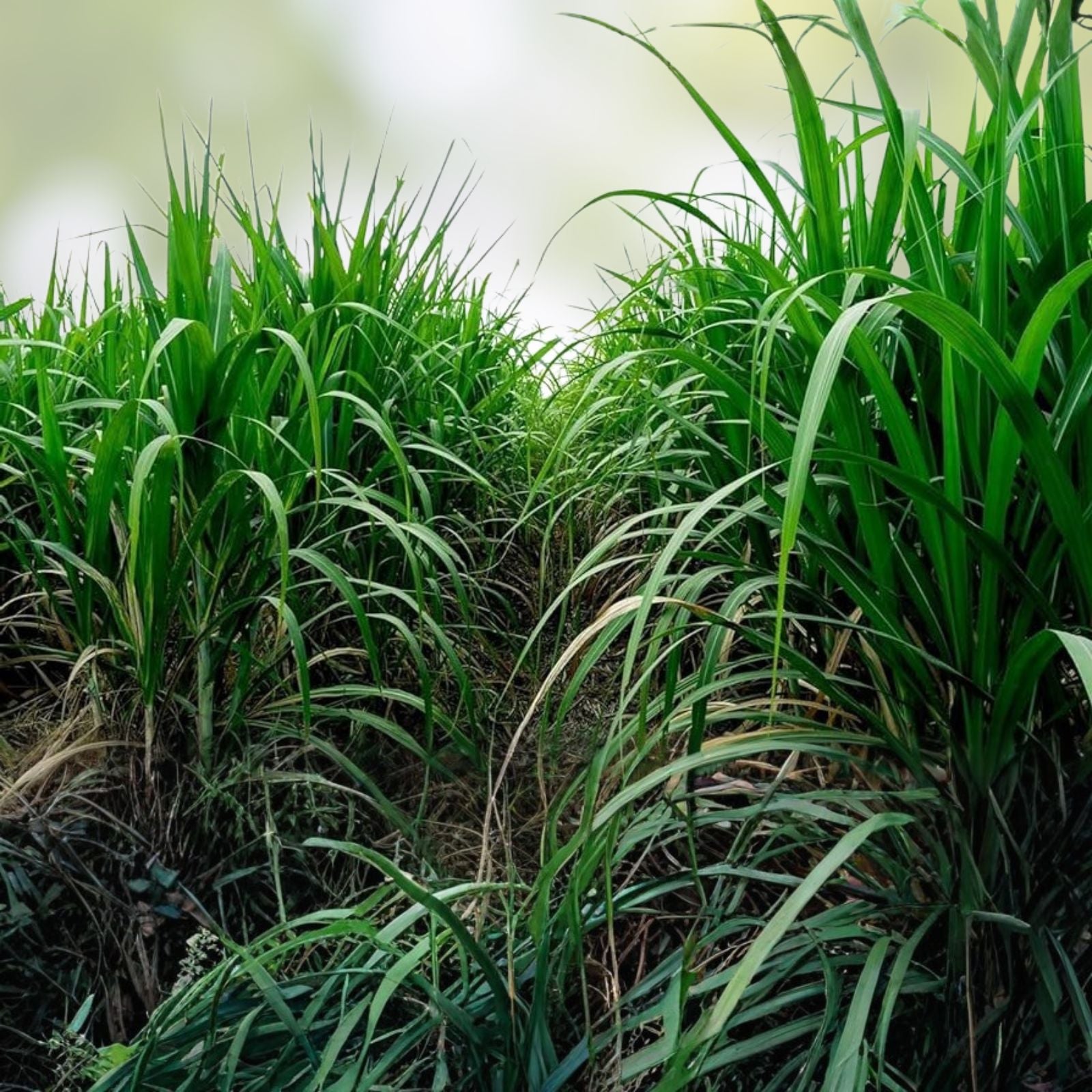 Elephant Grass Seeds 100 Pack Tall Grass for Privacy Screens Erosion Control Cenchrus purpureus