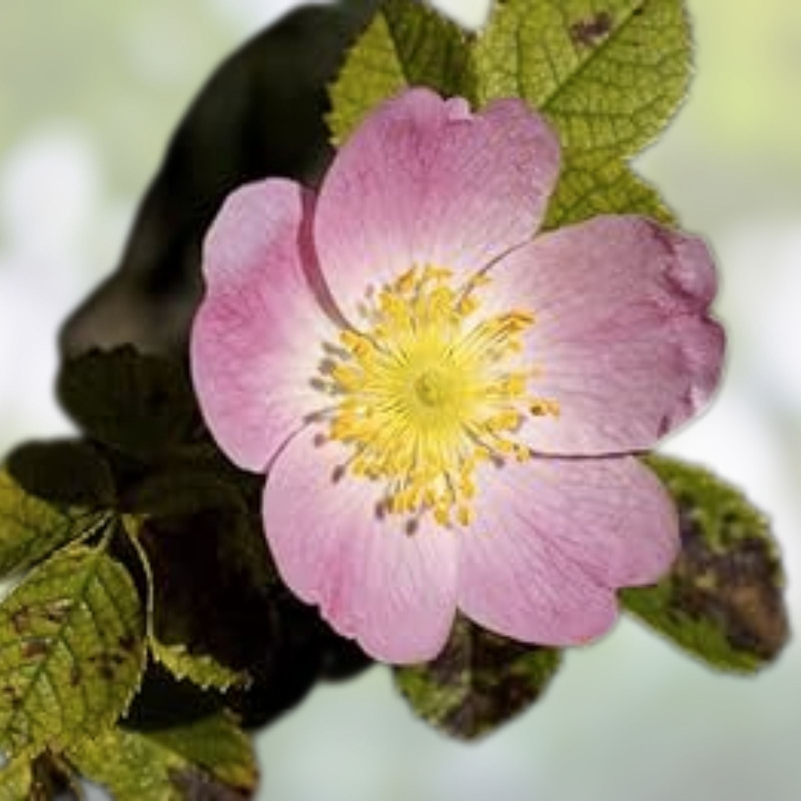 Dog Rose Seeds 50 Pack, Rosa canina, Hardy Perennial with Beautiful Flowers & Tasty Red Berries, Planting Seeds for Garden Growth