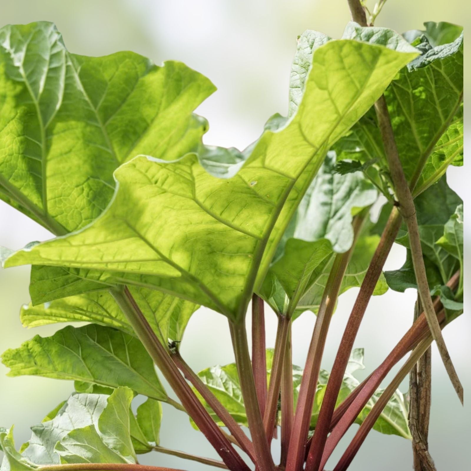 Victoria Red Rhubarb Seeds - 50 Perennial Planting Seeds - Easy to Grow Rheum rhabarbarum