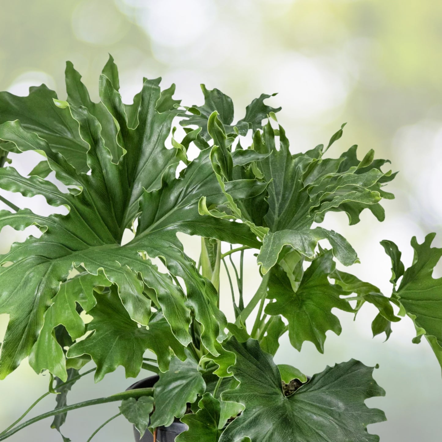 X Large Philodendron Selloum Plant - Split Leaf Variety, Philodendron Hope, Philodendron selloum