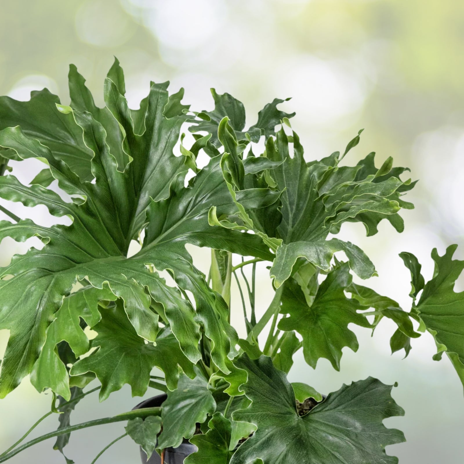 X Large Philodendron Selloum Plant - Split Leaf Variety, Philodendron Hope, Philodendron selloum