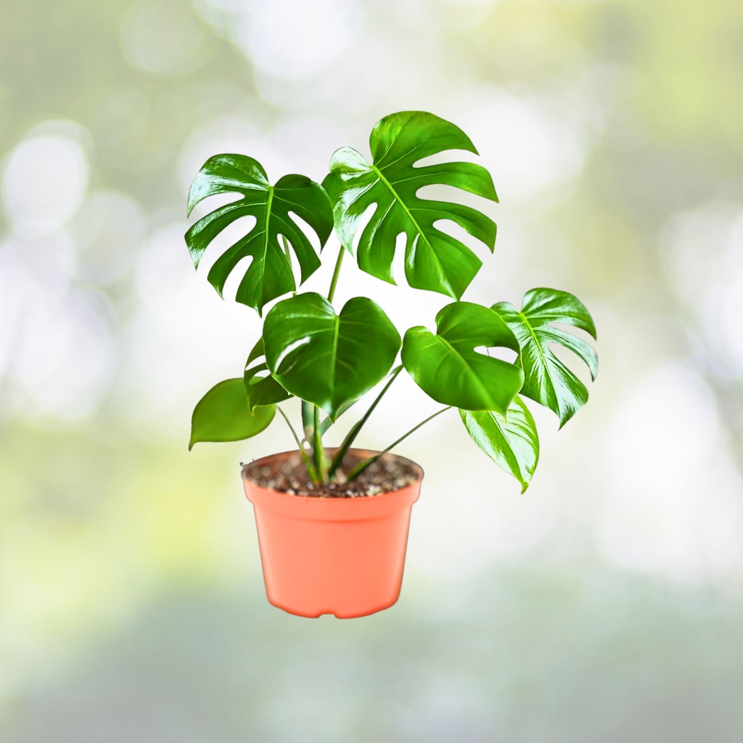 Monstera Deliciosa Plant 4" & 6" - Split Leaf Philodendron - Easy Care Houseplant - Swiss Cheese Plant - Tropical Decor