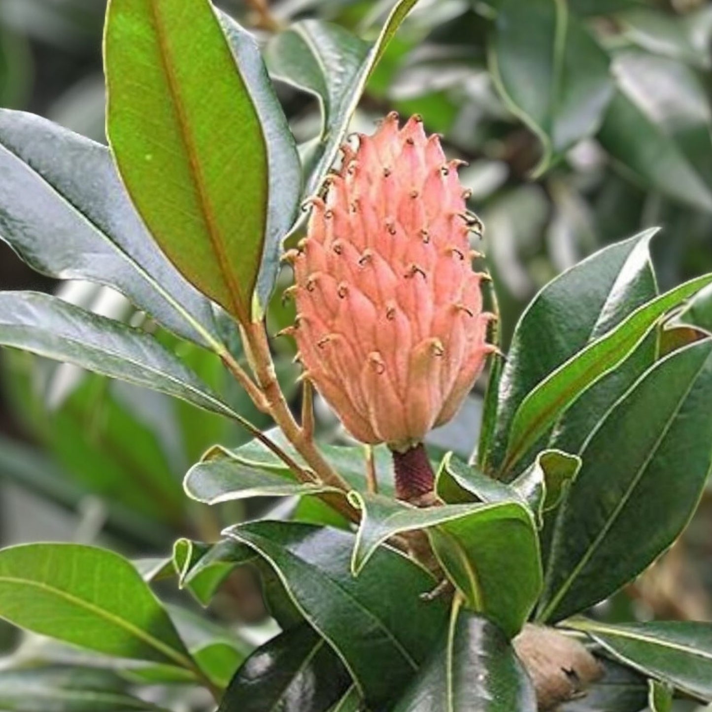 Magnolia Tree Seeds - 10 Seeds - Pink and White Flowers - Magnolia grandiflora - Ornamental Garden Plant