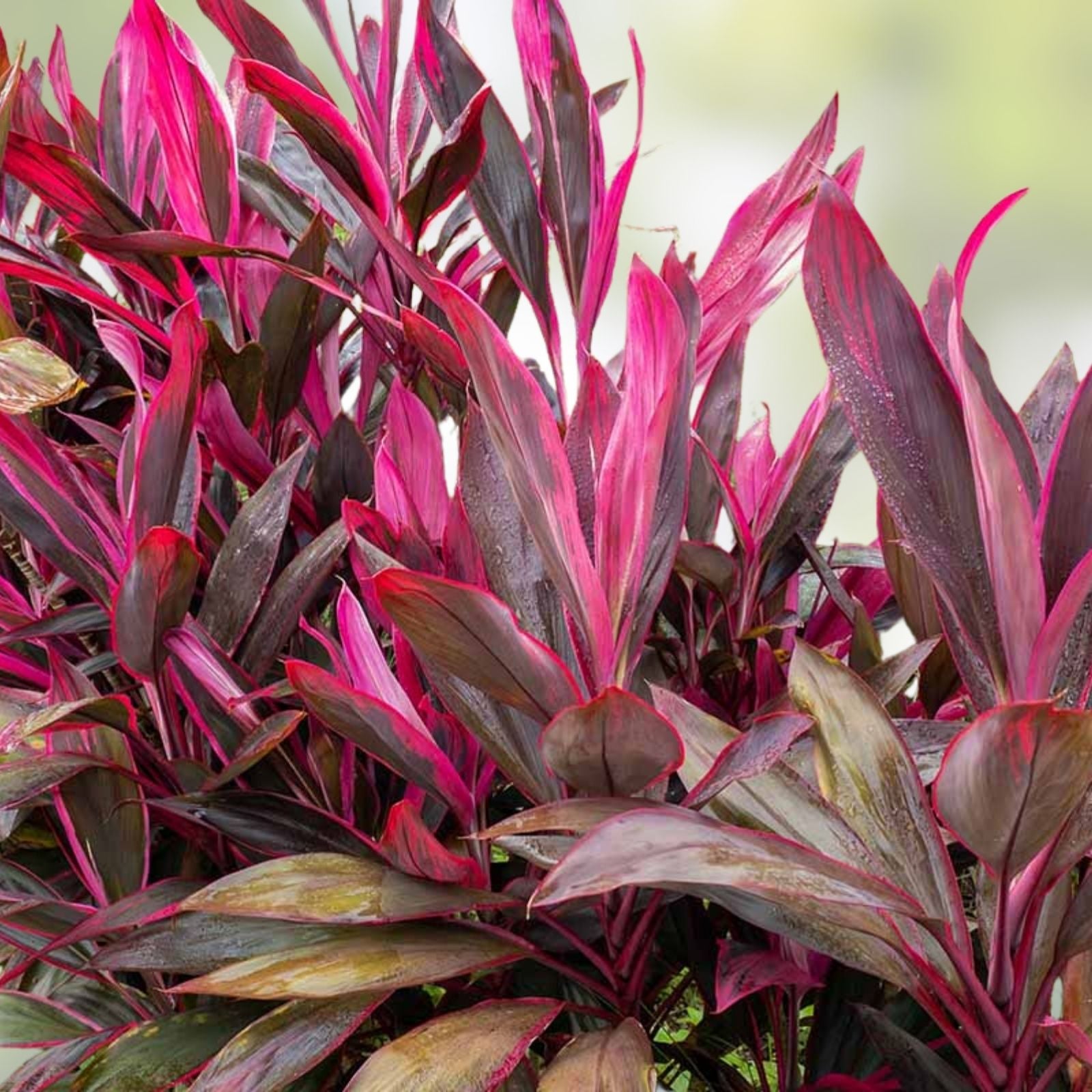 Hawaiian Ti Leaf Cuttings 6-Inch Red Variety, Fresh Cordyline fruticosa Starter Logs for Gardening and Landscaping