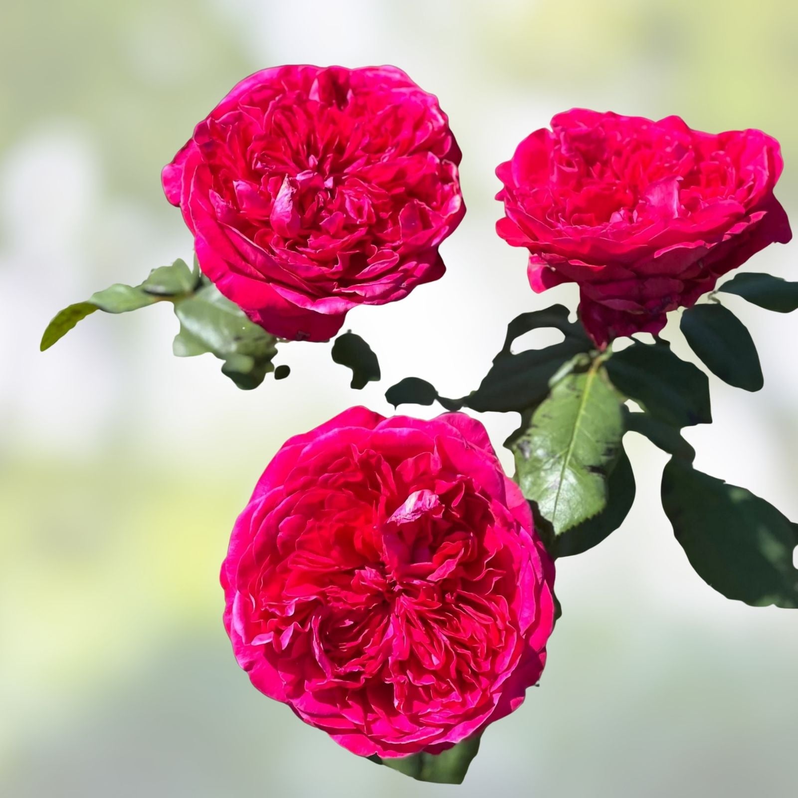 Super Rare Rouge Royal Red Rose Cuttings - 3 Pieces for Rooting or Grafting - Rosa 'Rouge Royal'