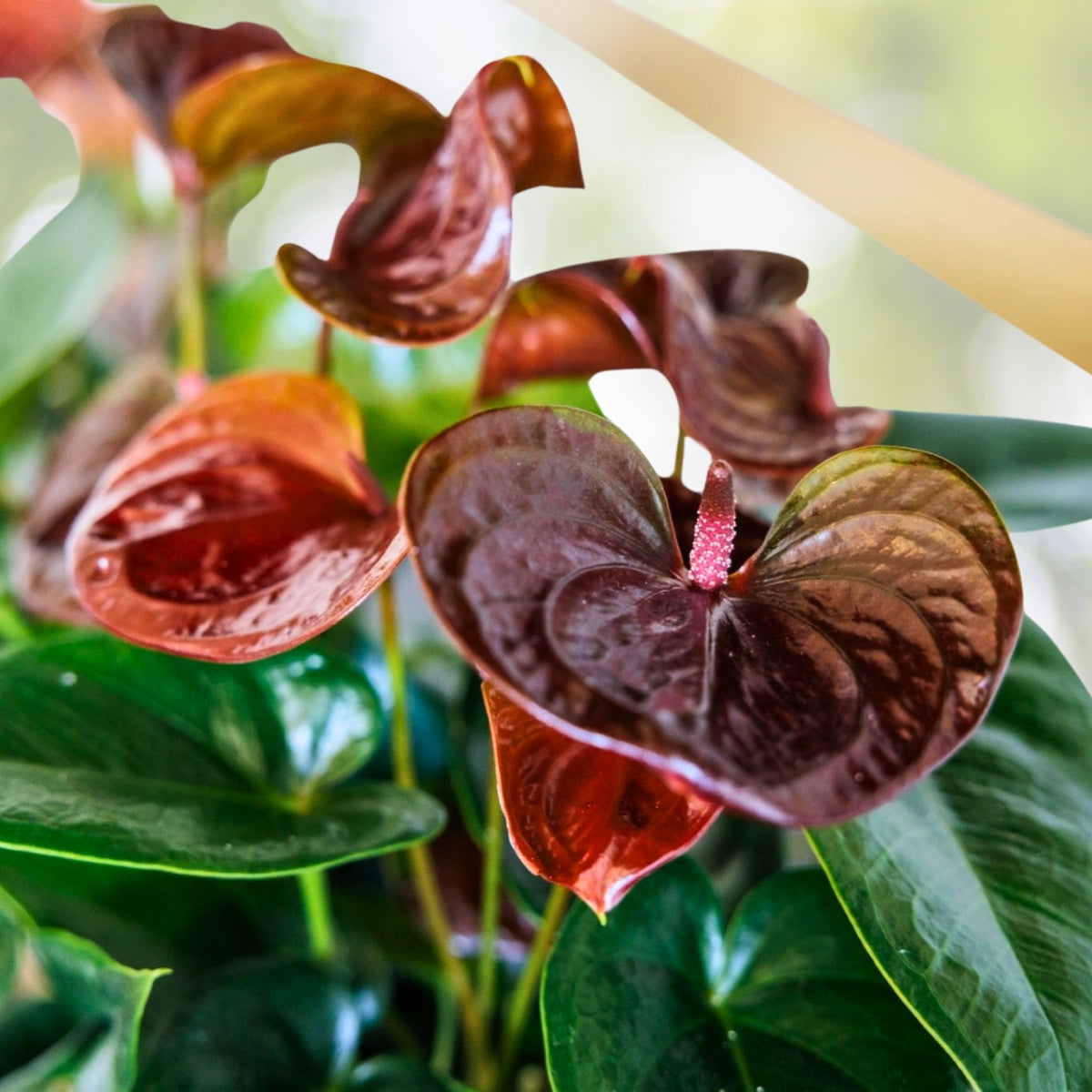 Anthurium Sempre Brown Plant in 6" Pot - Tropical Indoor Houseplant - Live Healthy Anthurium Delivery