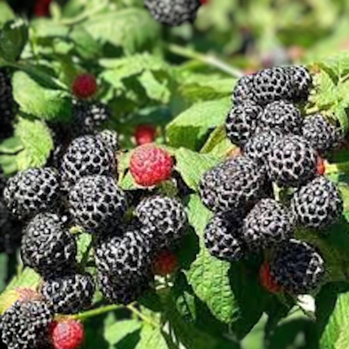 Black Raspberry Plant Starter 10-Pack, Mysore, Rubus Niveus, Bare Root, USDA Zones 9-11, Edible Fruit Production