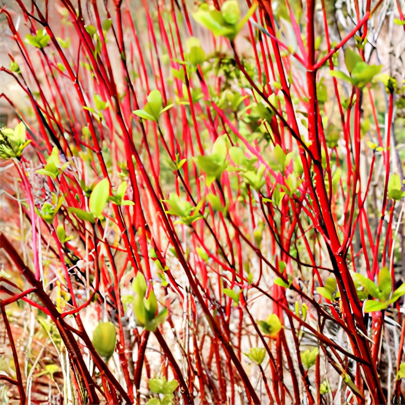 Red Dogwood Cuttings 8 Pack Ornamental Shrubs Live Plant No Roots Cornus florida Starter Plant
