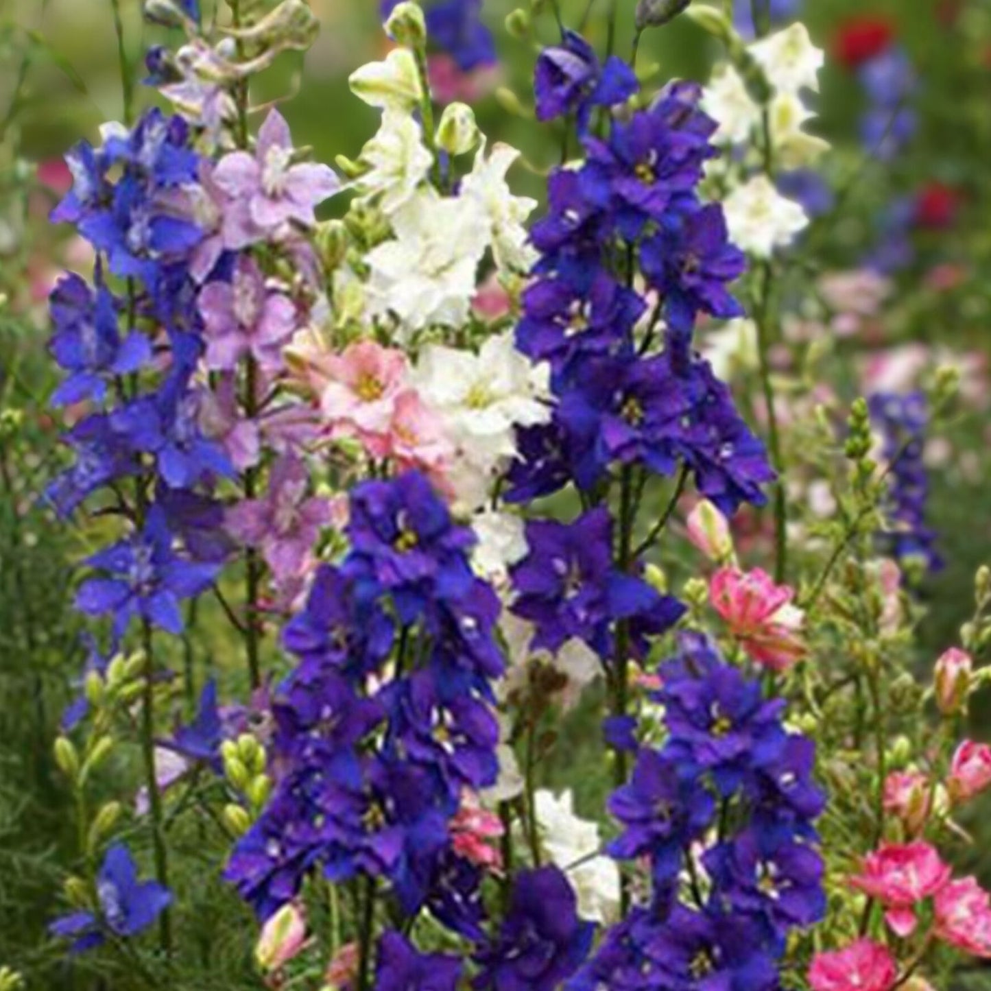 Bishop's Flower Seeds 100 Pack - Exotic Garden Flowers - Delphinium ajacis - Non-GMO, USA Grown, Perennial Flower Seeds