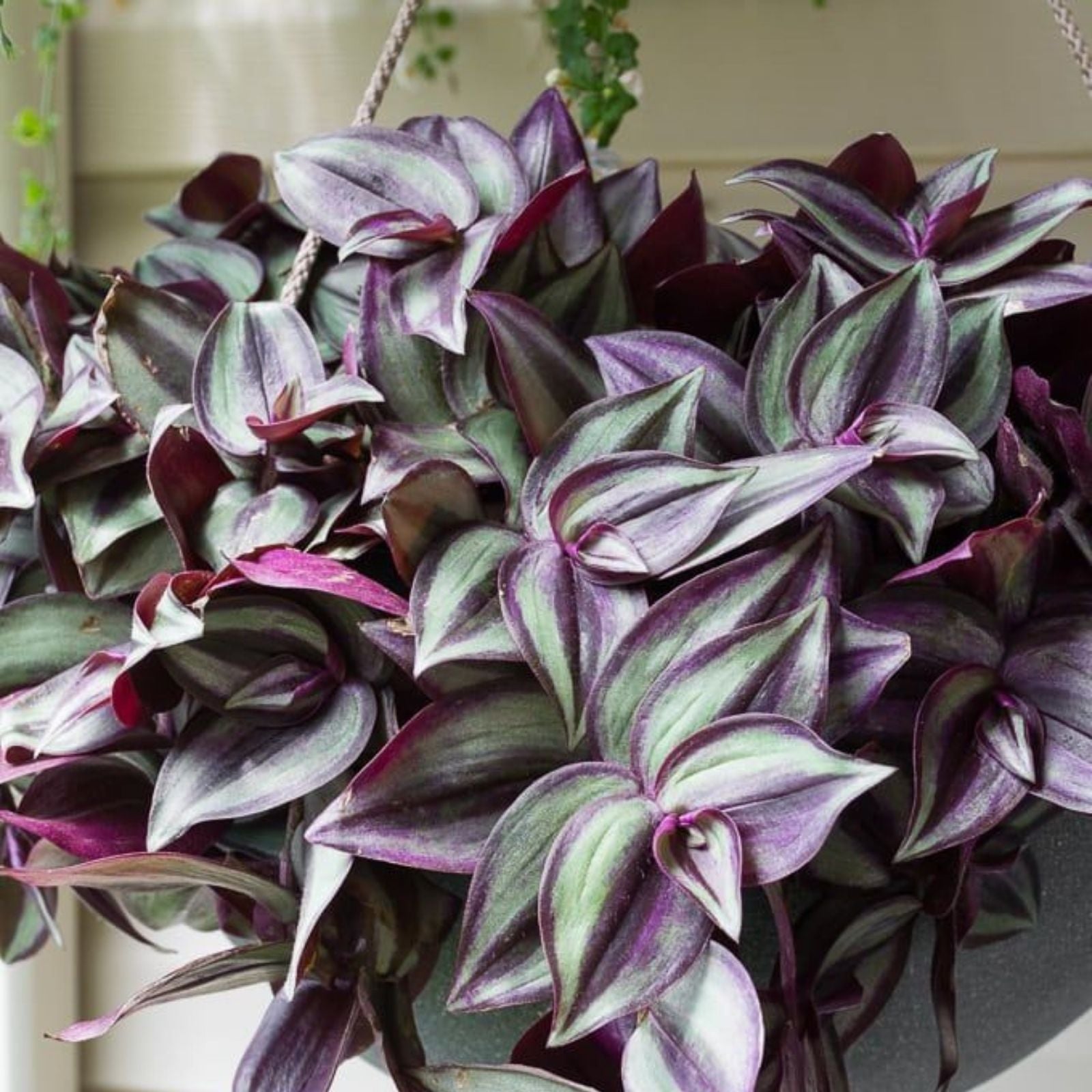15 Rooted Plant Cuttings - Wandering Jew, Arrowhead Vine, Pothos - Tradescantia zebrina, Syngonium podophyllum, Epipremnum aureum