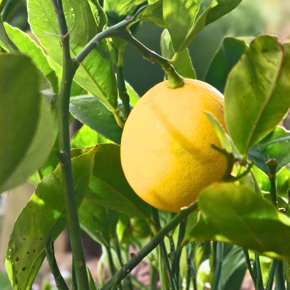 Meyer Lemon Tree Plant 3-6" Organic Non-GMO Citrus limon Indoor/Outdoor Frost Tolerant