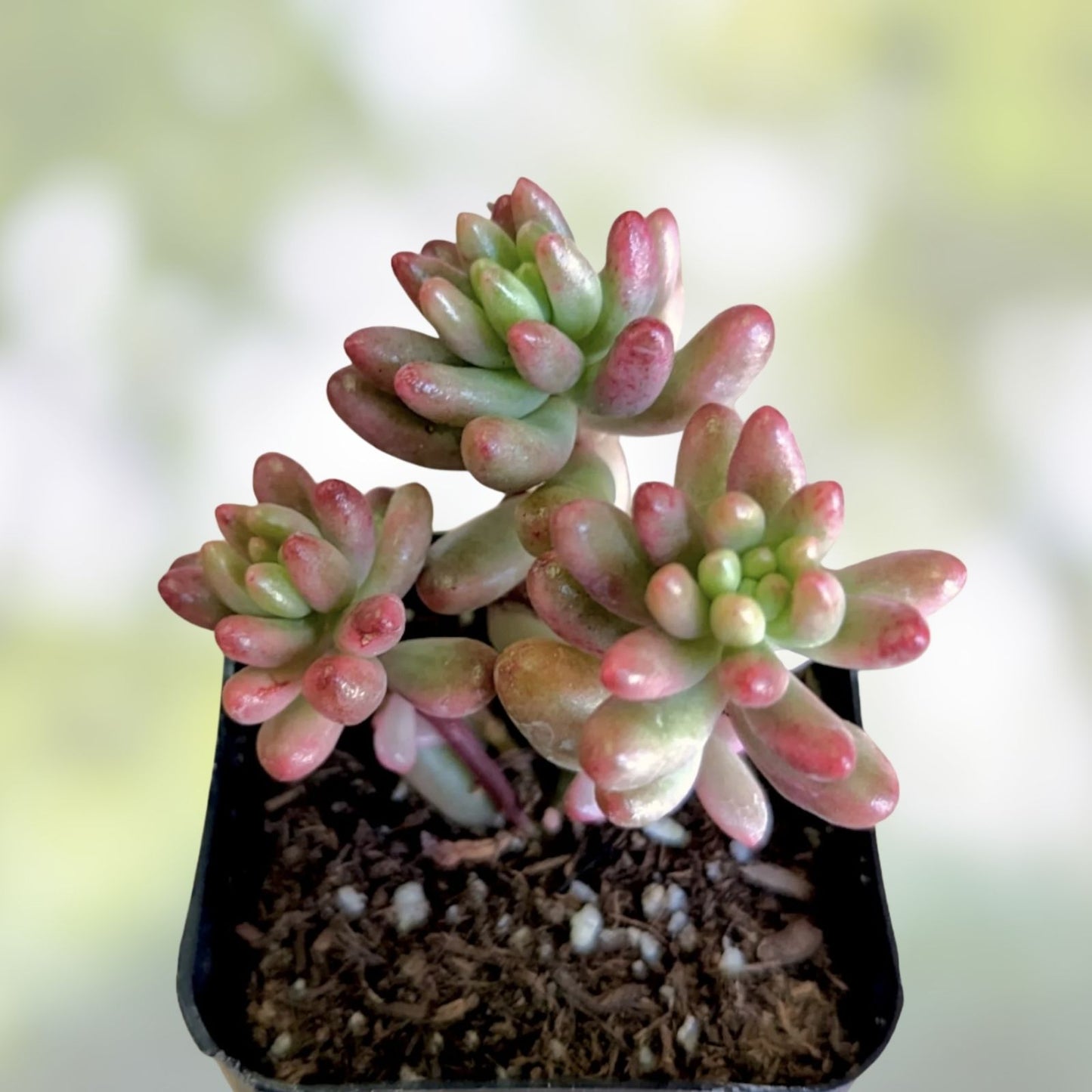 Sedum Rubrotinctum Aurora Pink Jelly Bean Variegated Succulent Cutting - Rare Live Succulent Plant