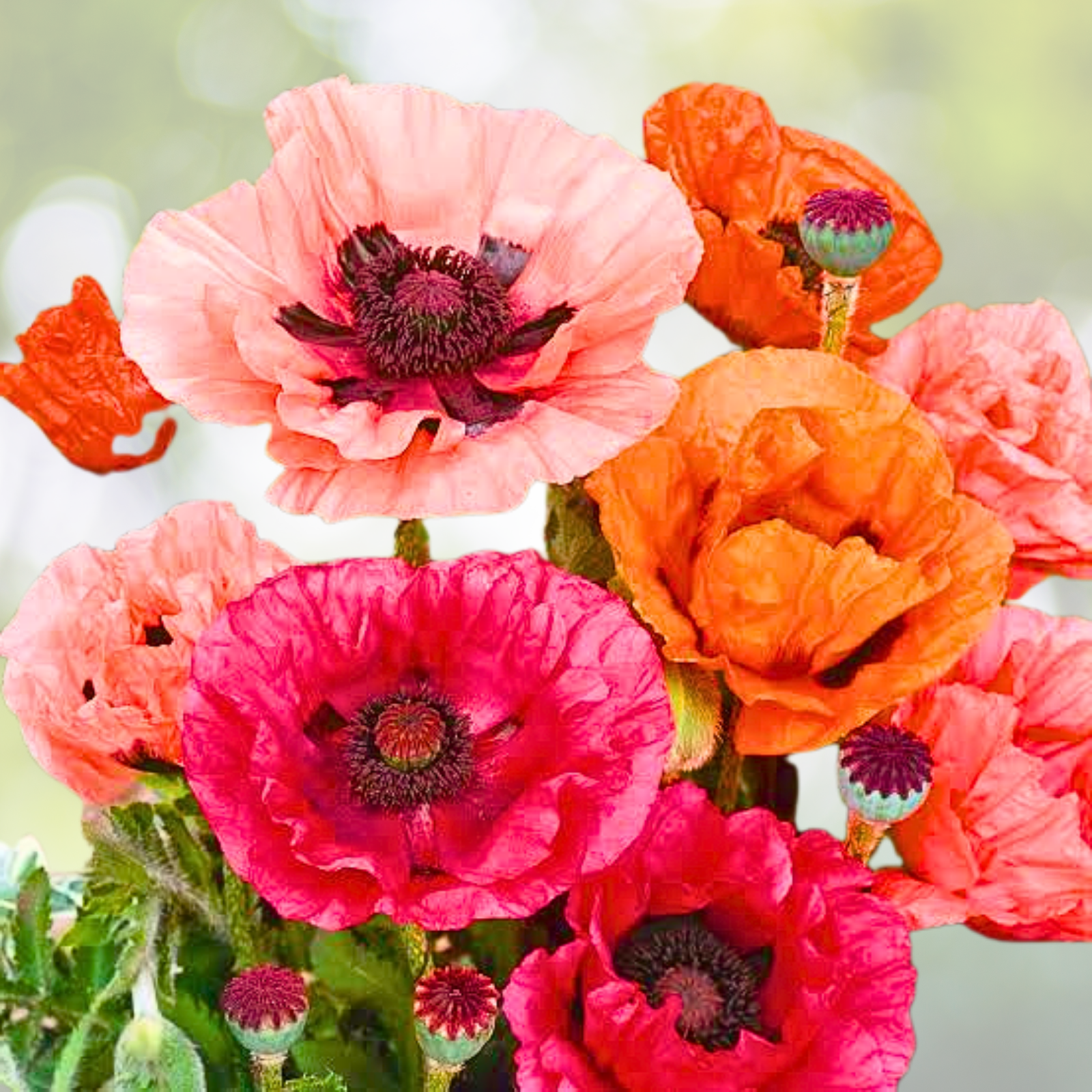 500 Non-GMO seeds Oriental Poppy Mixed Colors