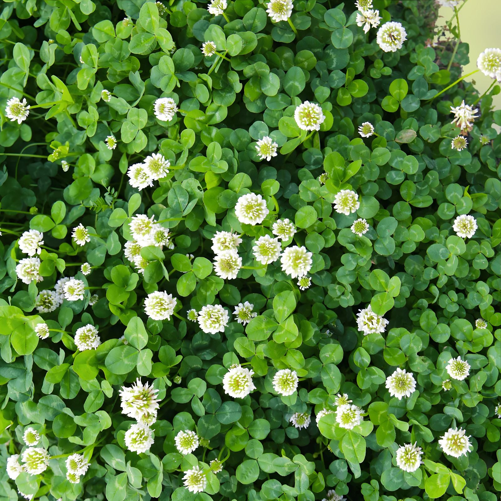 White Alyssum Clover Seeds – Ground Cover, Drought Tolerant, Low Maintenance, Snow White Thyme, Ornamental Plant