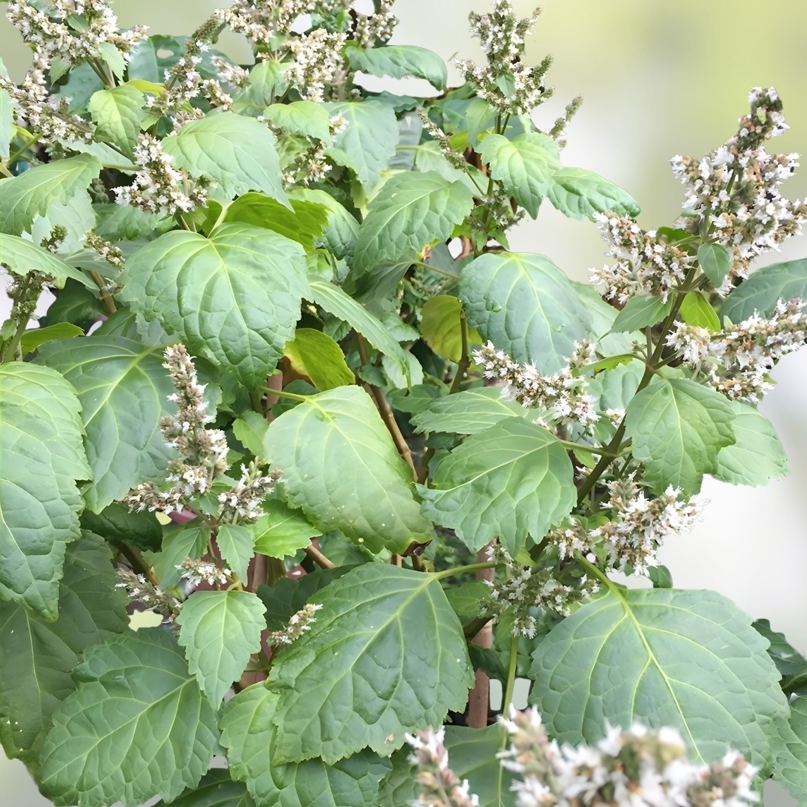 Patchouli Seeds 30+ Count - Pogostemon cablin Herb for Fragrance Oil Production - Aromatic Plant for Essential Oils