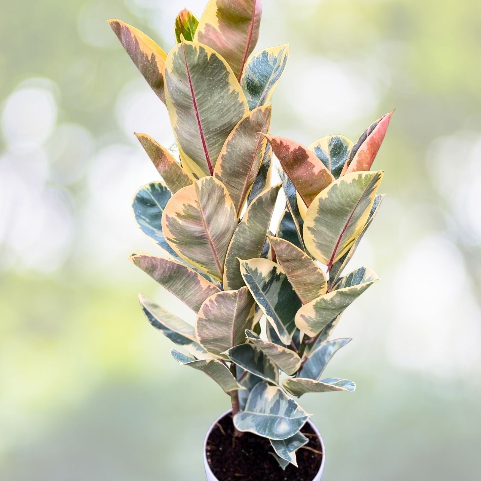 Ficus Tineke Double Stems - Variegated Elastica Rubber Plant - 3 Gallon Pot - Ficus elastica