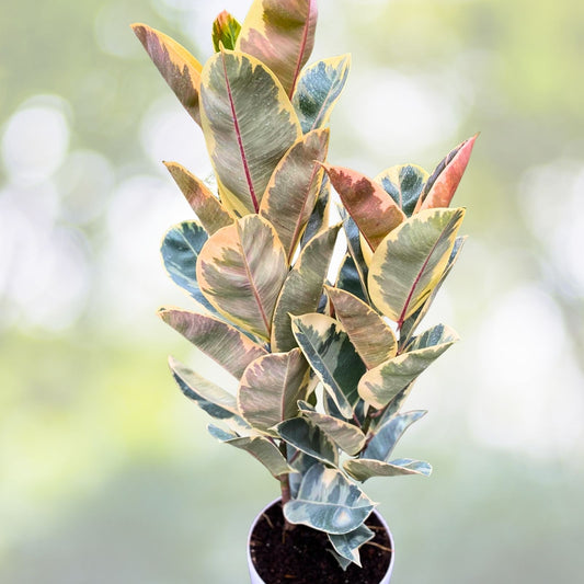 Ficus Tineke Double Stems - Variegated Elastica Rubber Plant - 3 Gallon Pot - Ficus elastica