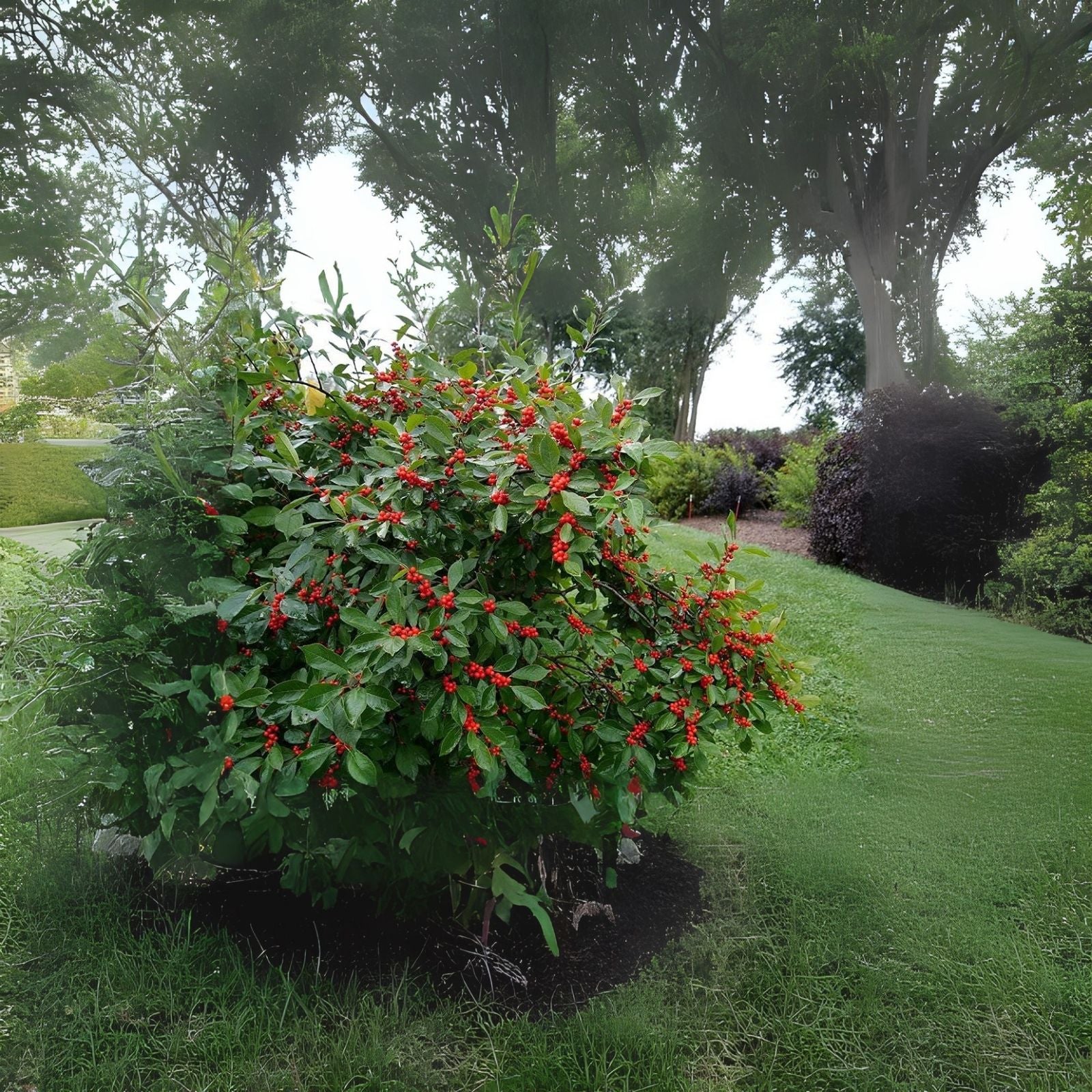 Winterberry Seeds - 100pcs Ilex verticillata for Planting, Celastrales, Native Berry Bush, Hardy Perennial