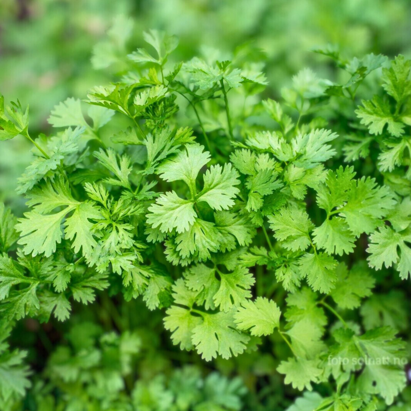 Chervil Seeds 200+ Heirloom Non-GMO Culinary Herb for Gardens Anthriscus cerefolium