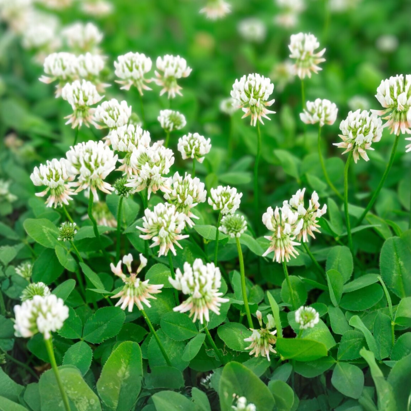 Dutch White Clover Live Organic Roots Plant - Medium Nitrogen Fixer, Trifolium repens, 30+ Roots for Soil Health