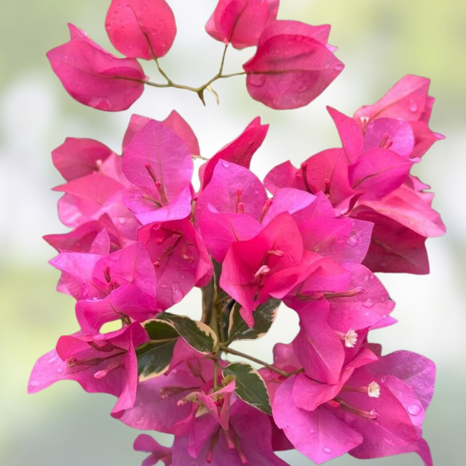 Bougainvillea Cuttings 6" Fuchsia Pink 7-Pack Unrooted Live Bougainvillea spectabilis Plant