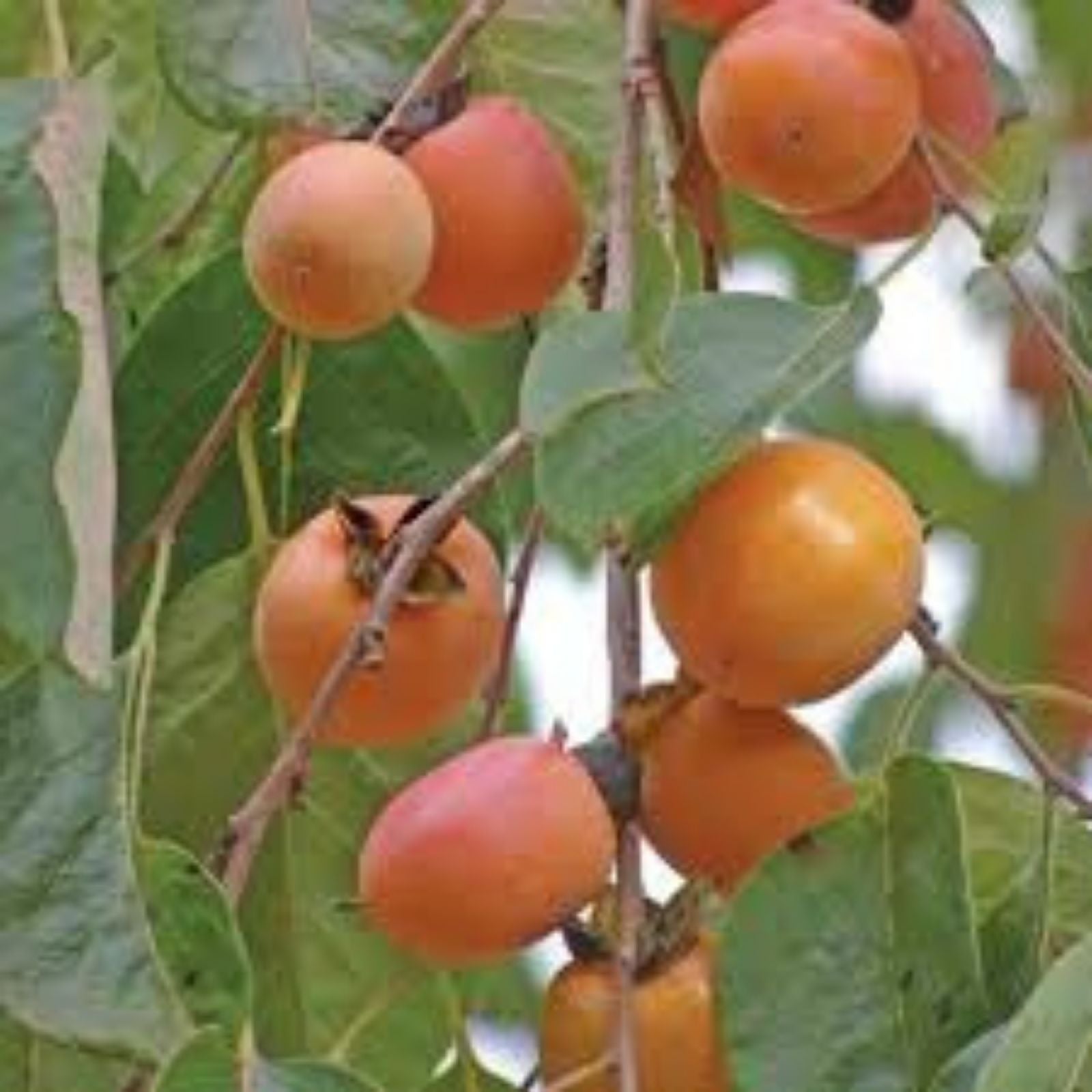 American Persimmon Tree Seeds - 20 Pack - Diospyros virginiana - Grown in USA, Ships from Iowa, Edible Fruit Tree, Native Persimmon Seeds