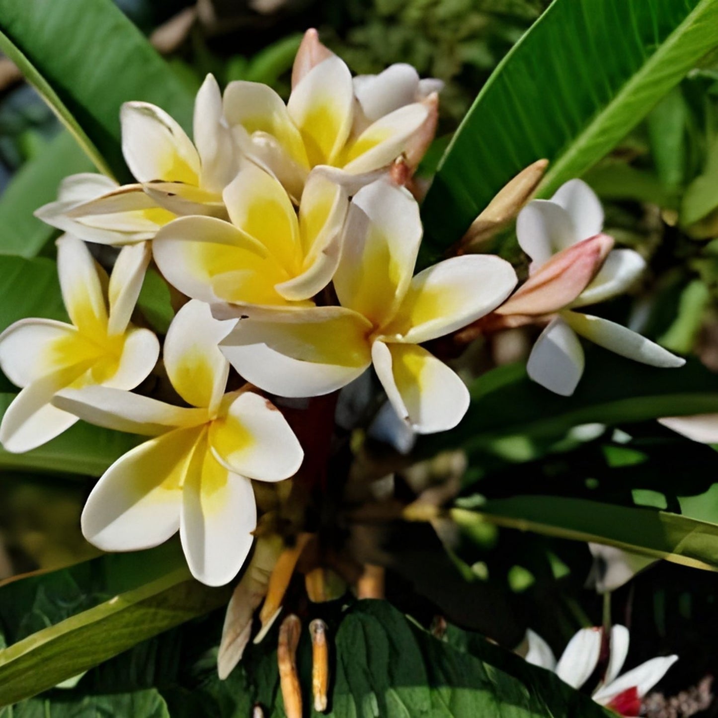 Plumeria Cuttings 9-12" Pali Lookout Variety - Fragrant Tropical Flowering Plant - Plumeria spp.