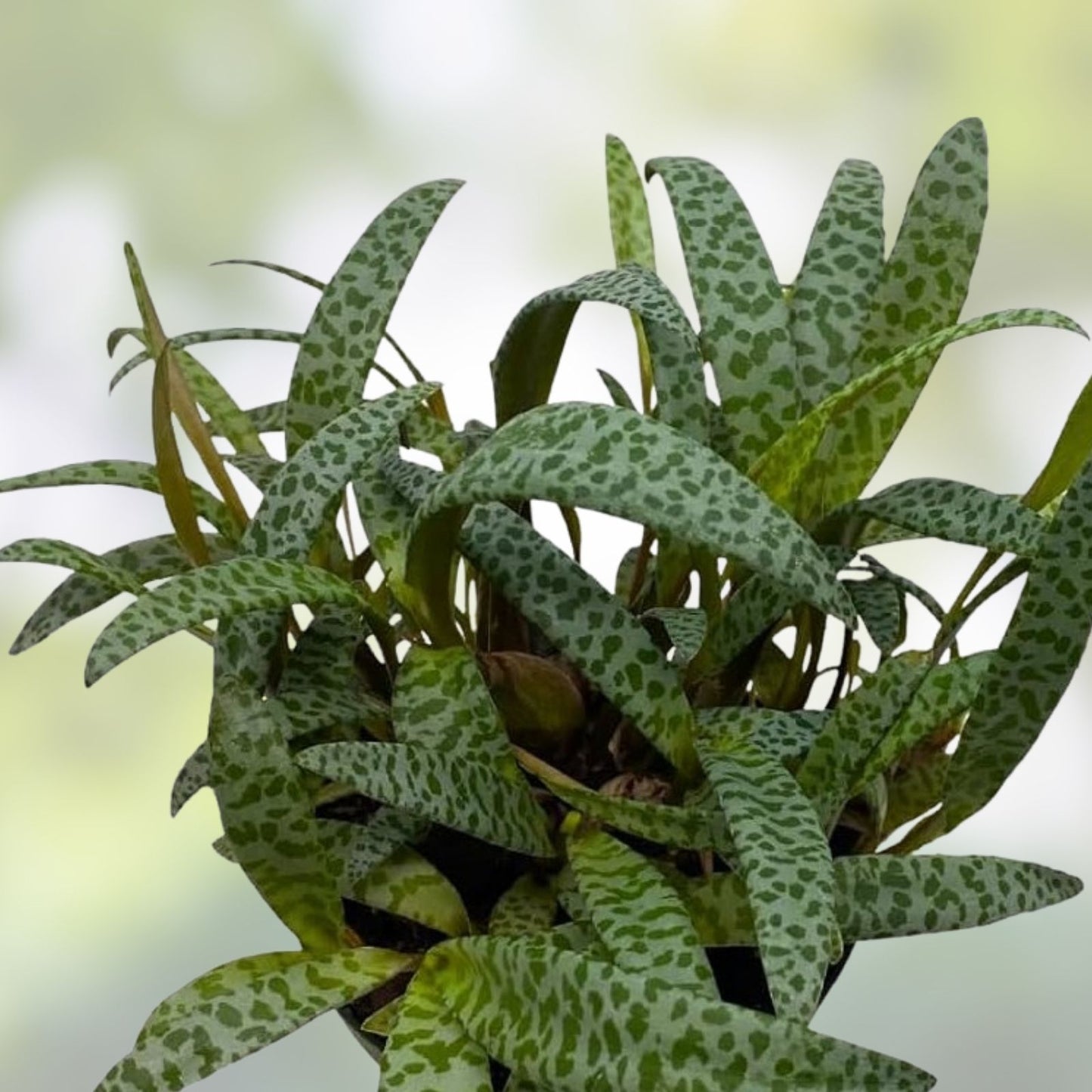 Live Variegated Silver Squill Succulent Plant - Ledebouria socialis Bulb Houseplant - Easy Care Indoor Plant