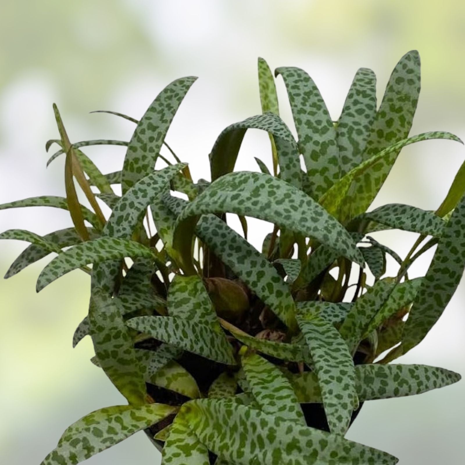 Live Variegated Silver Squill Succulent Plant - Ledebouria socialis Bulb Houseplant - Easy Care Indoor Plant