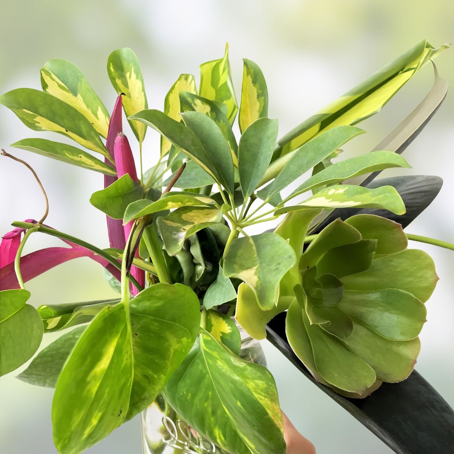 Mystery House Plant Cuttings Bouquet – Assorted Varieties, Basic to Rare Collection, Perfect for Plant Enthusiasts