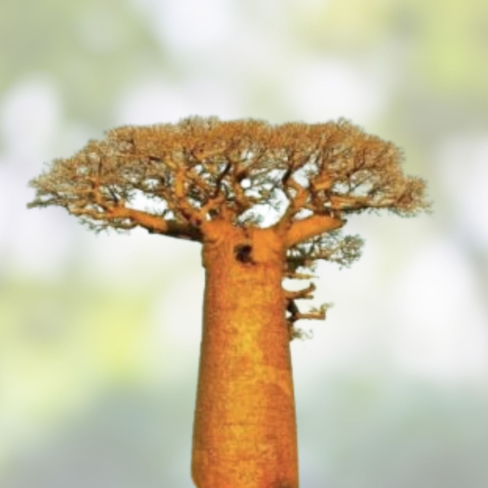 10 African Baobab Seeds - Adansonia digitata - Rare Unique Planting Seeds for Gardening and Landscaping