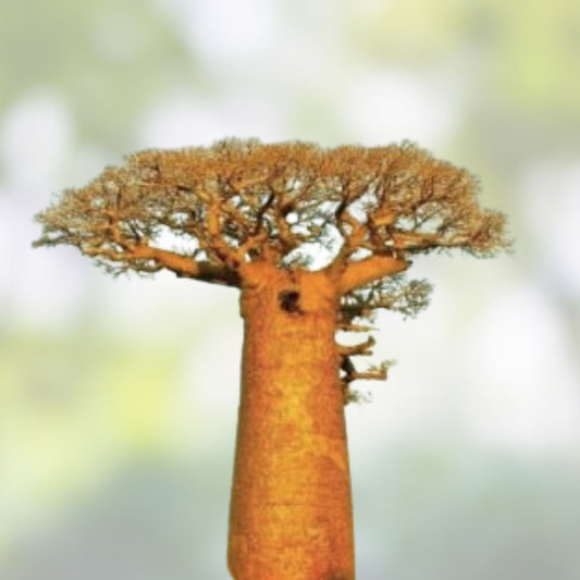 10 African Baobab Seeds - Adansonia digitata - Rare Unique Planting Seeds for Gardening and Landscaping