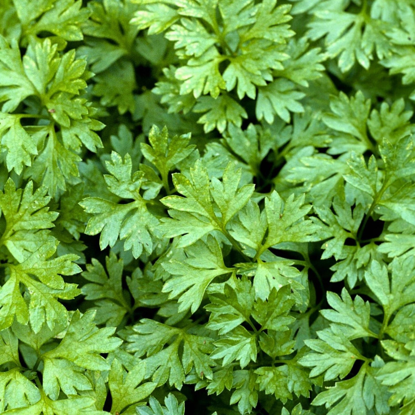 Heirloom Chervil Seeds 1000+ Non-GMO Anthriscus cerefolium Herb Seeds for Cooking and Gardening