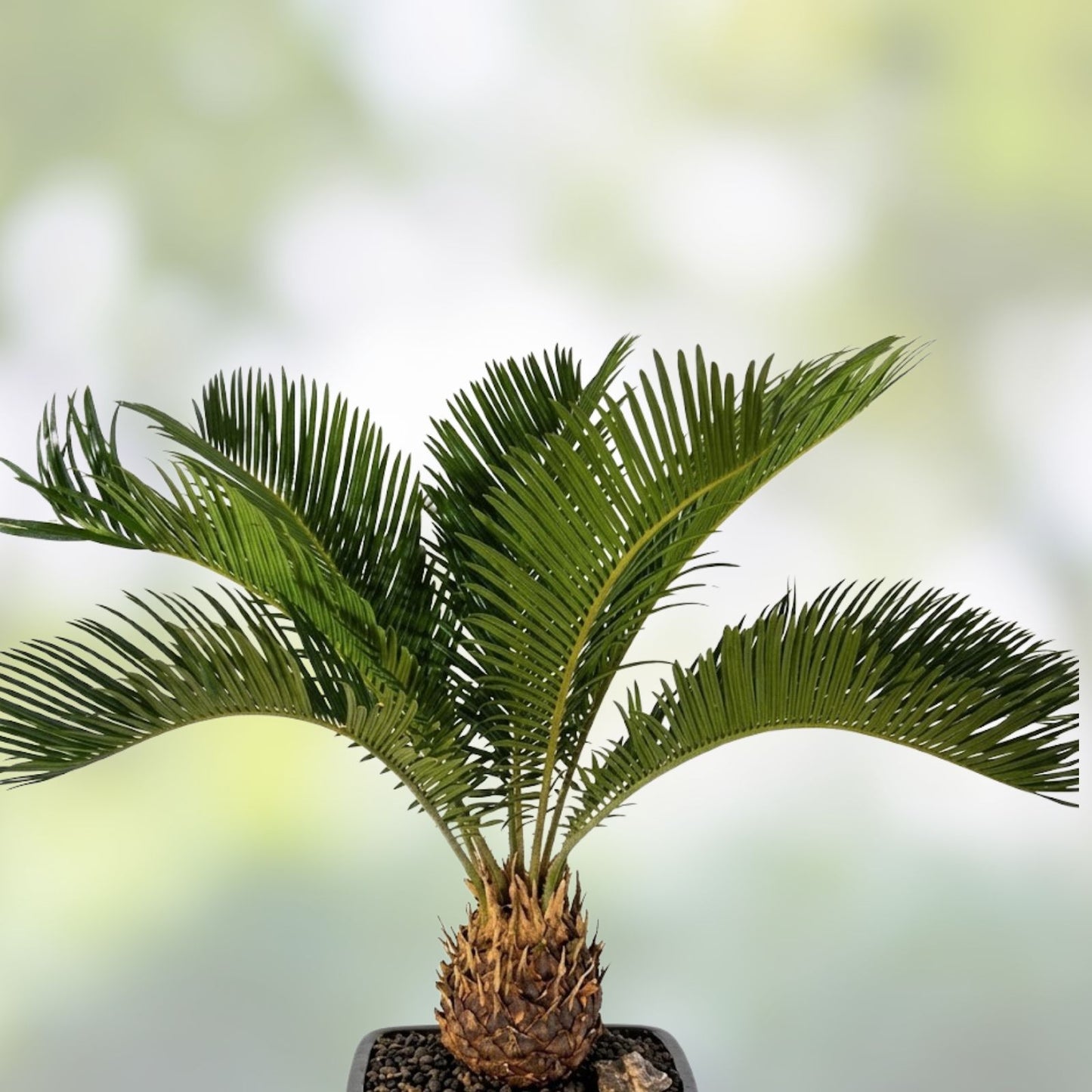 Sago Palm Bonsai Seeds 3 Pack, Cycas revoluta, Indoor Plant Seeds, Starter Plant, Bonsai Cultivation, Live Plant Seeds