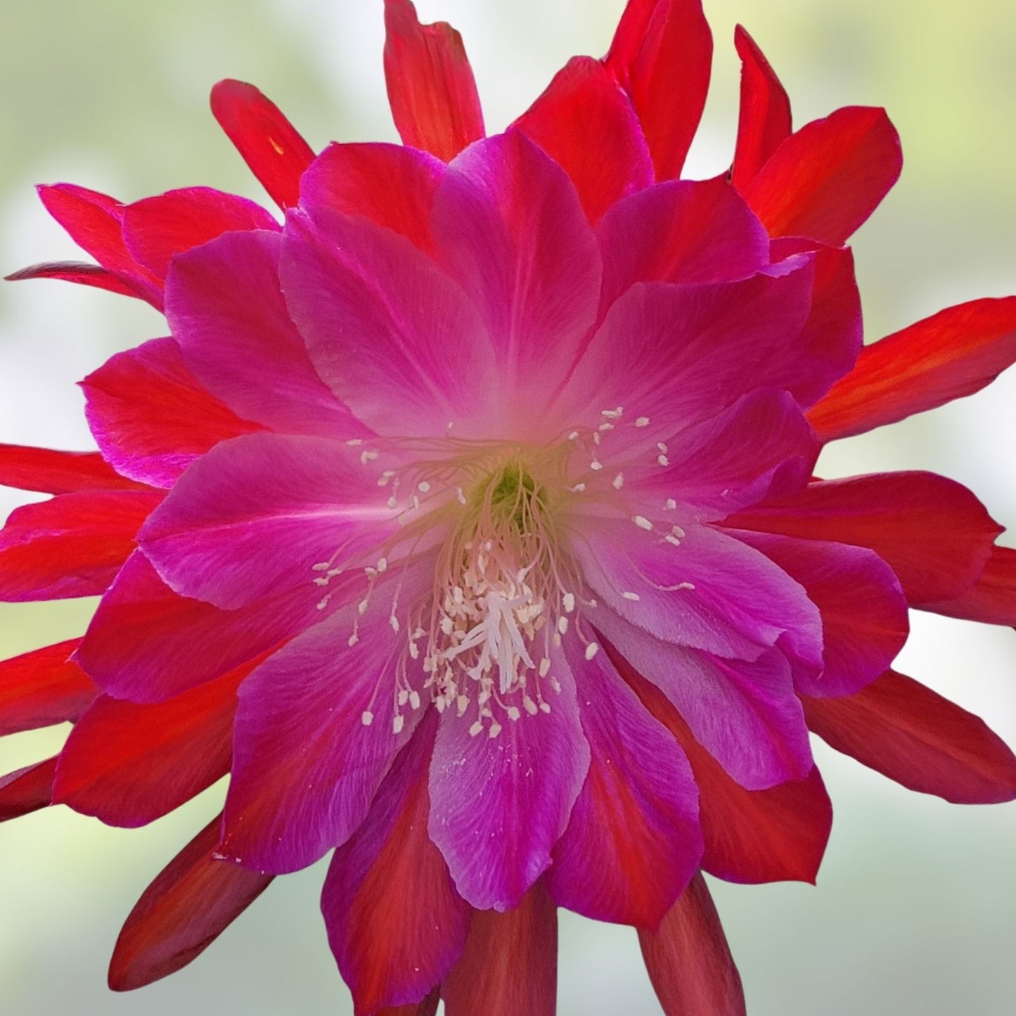 Epiphyllum Cutting - Unrooted - Audrey's Star - Rare Orchid Cactus - Unique Indoor Plant for Propagation