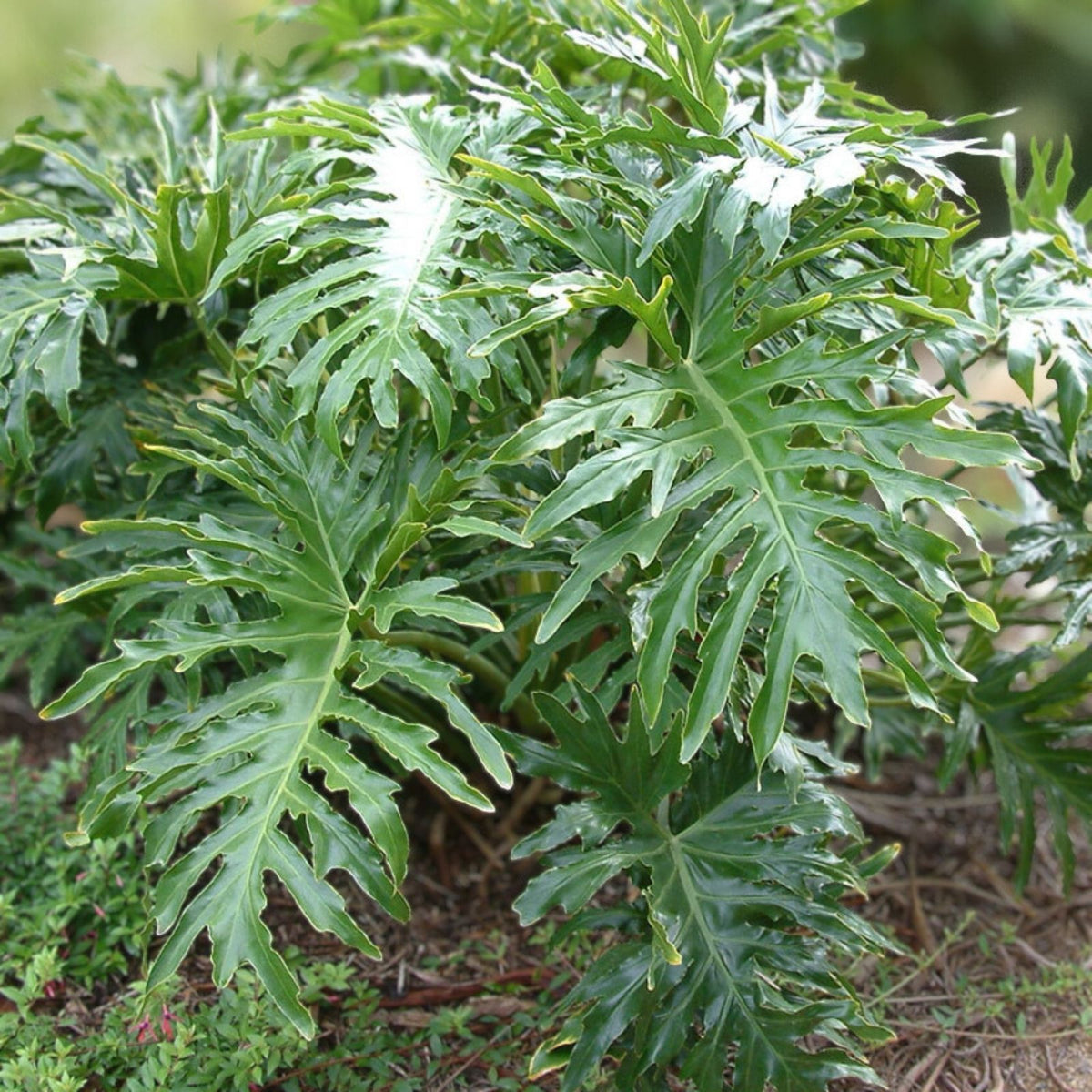 Philodendron Selloum Plant - 3 Gallon - Tree Philodendron - Philodendron bipinnatifidum - Tropical Indoor Houseplant