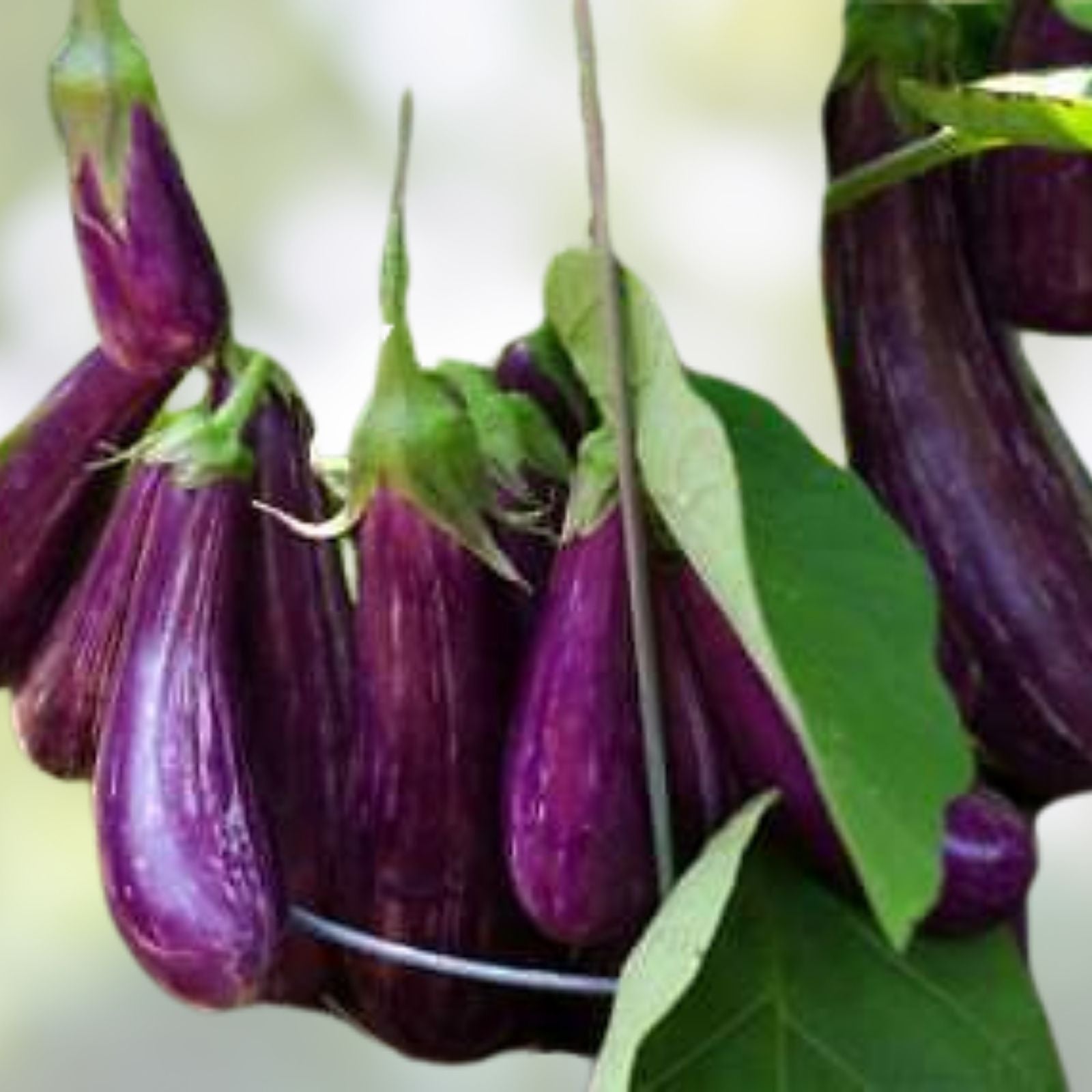 Heirloom Eggplant Seeds, Long Purple Non-GMO 100 Seeds, Solanum melongena, Garden Planting Seeds
