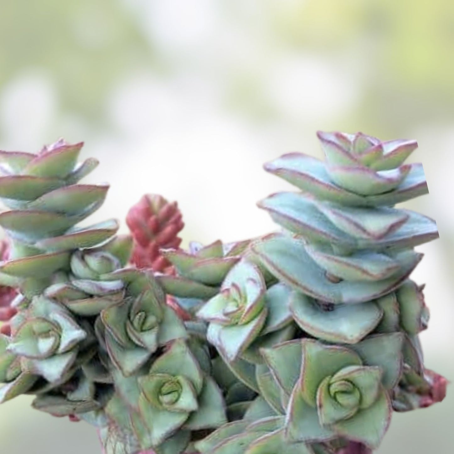String of Buttons Cuttings - Crassula Perforata Succulent Plants - 3 Healthy Propagation Cuttings