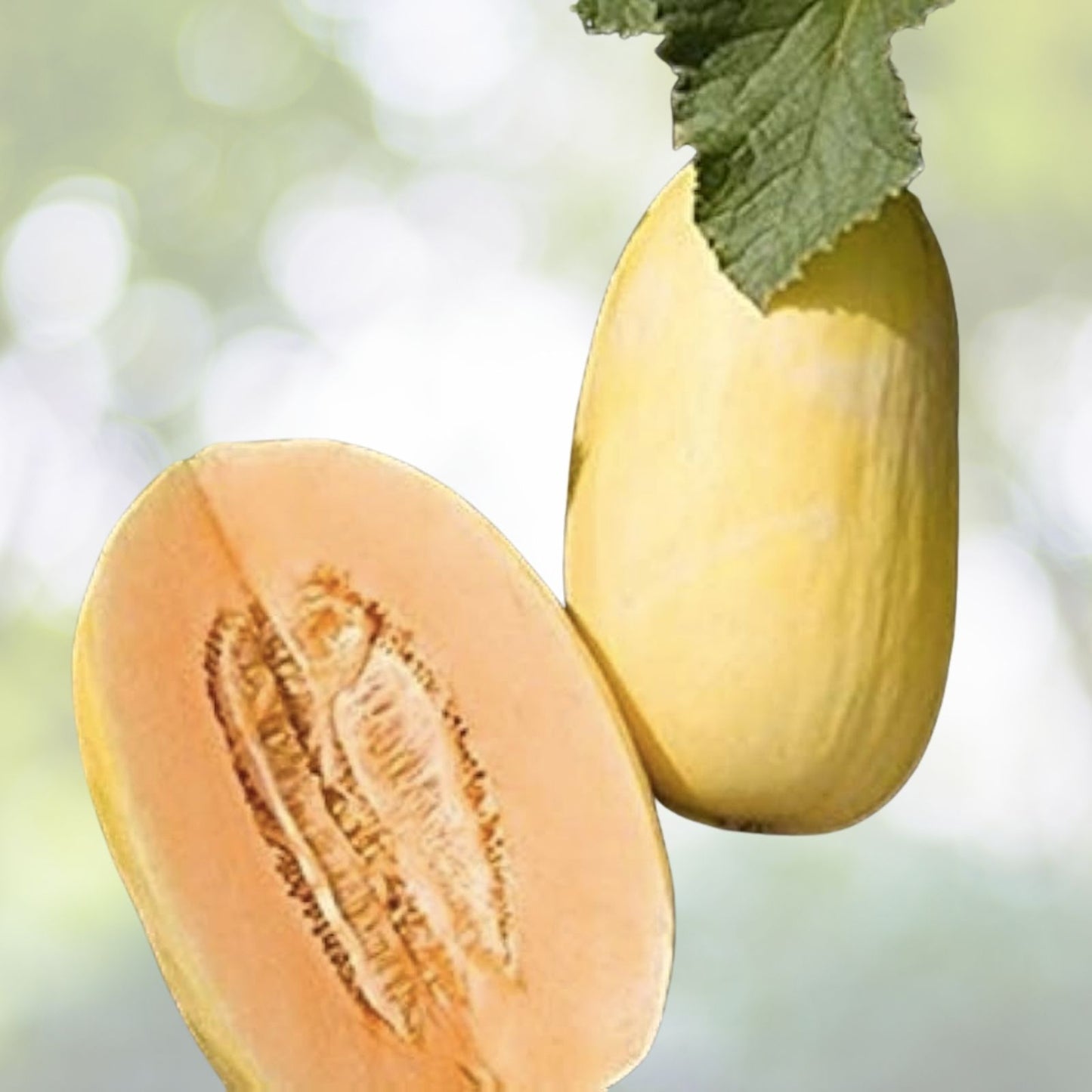 Crenshaw Sweet Melon Seeds - 40+ Heirloom Seeds - Cucumis melo - US Seller, Free Shipping