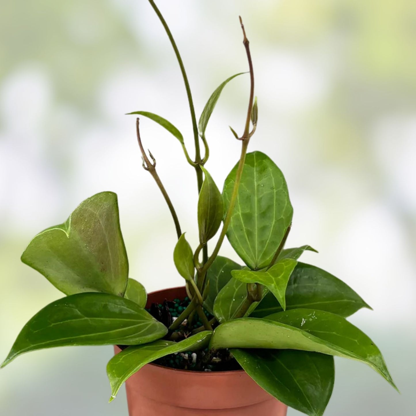 Rooted Hoya Cutting | Hoya Quinquenervia Indoor Plant Propagation | Live Plant for Home Decor
