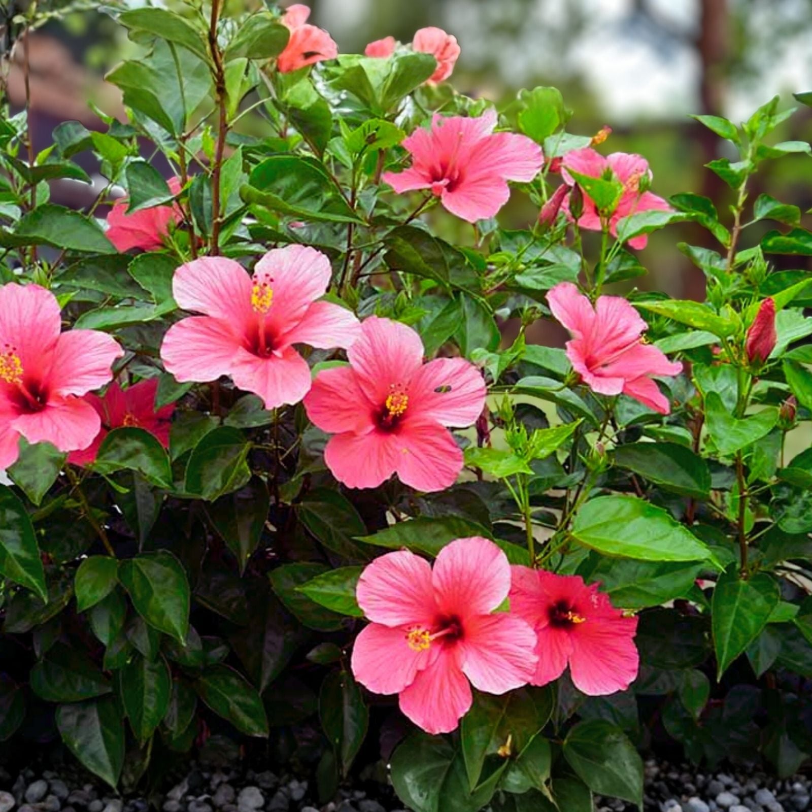Hibiscus Cuttings 8" Stems Hawaiian Pink Branches Bush Shrub Tree Hibiscus rosa-sinensis