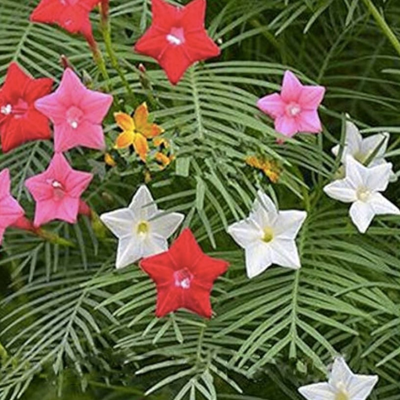 Cypress Vine Seeds 50+ - Flowering Hummingbird Vine - Ipomoea quamoclit - Fast-Growing Climbing Plant for Gardens