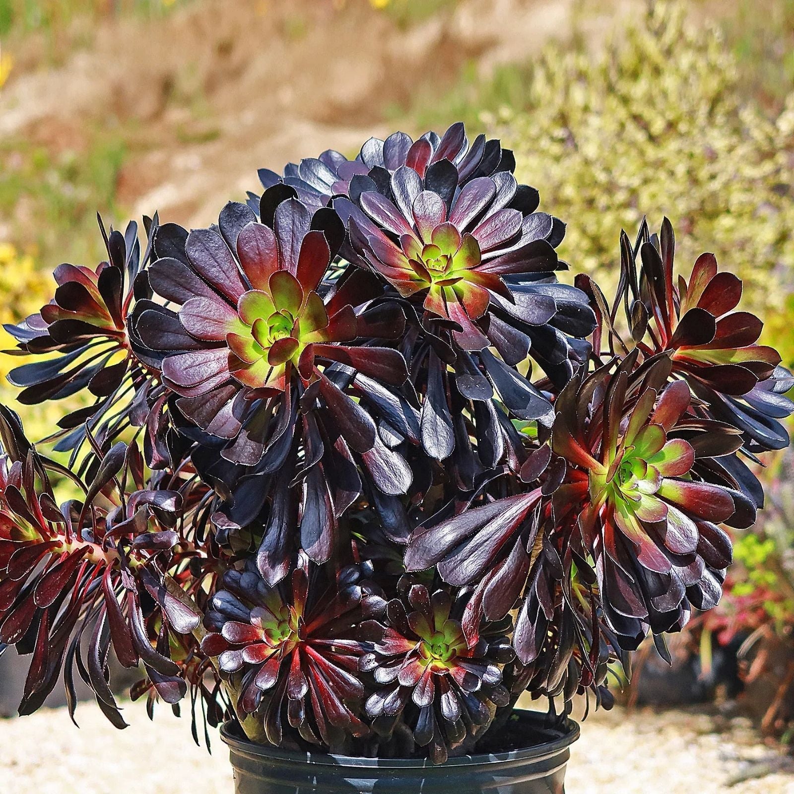 Black Rose Aeonium Arboreum Succulent Cuttings 6-8" 24 Pack, Dark Purple Succulents for Indoor Garden Decor